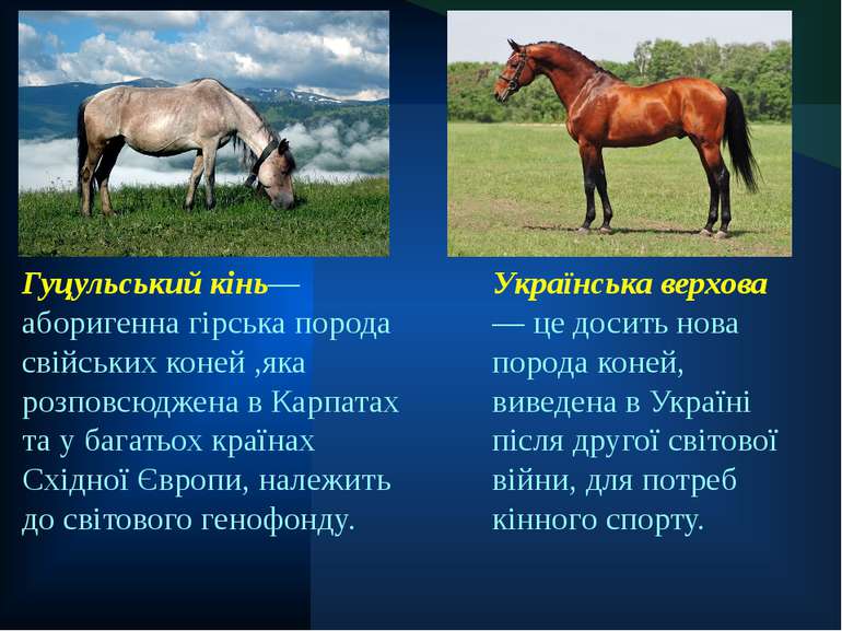 Гуцульський кінь— аборигенна гірська порода свійських коней ,яка розповсюджен...