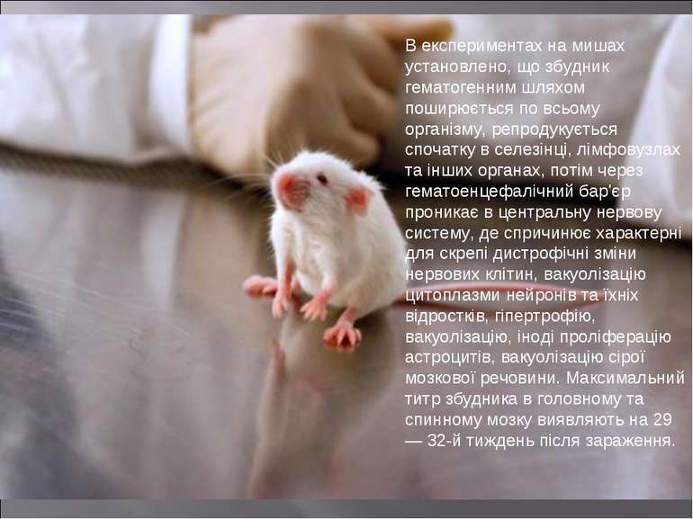 В експериментах на мишах установлено, що збудник гематогенним шляхом поширюєт...