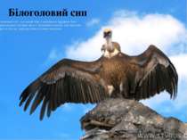 Білоголовий сип Білоголовий сип - це хижий птах з могутньою будовою тіла і ро...