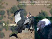 Кондор У кондора найбільший розмах крил серед сучасних хижих птахів. Він не д...