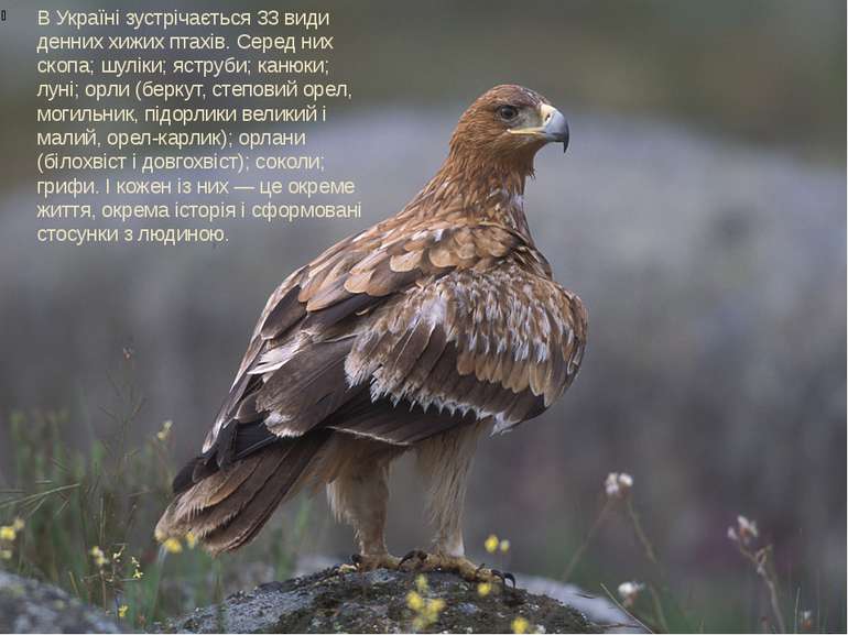 В Україні зустрічається 33 види денних хижих птахів. Серед них скопа; шуліки;...
