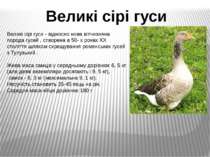 Великі сірі гуси - відносно нова вітчизняна порода гусей , створена в 50- х р...