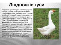 Ліндовскіе гуси виведені в Нижегородської області шляхом схрещування місцевих...