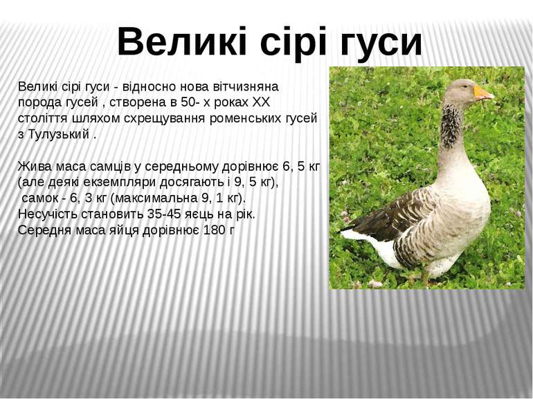 Великі сірі гуси - відносно нова вітчизняна порода гусей , створена в 50- х р...