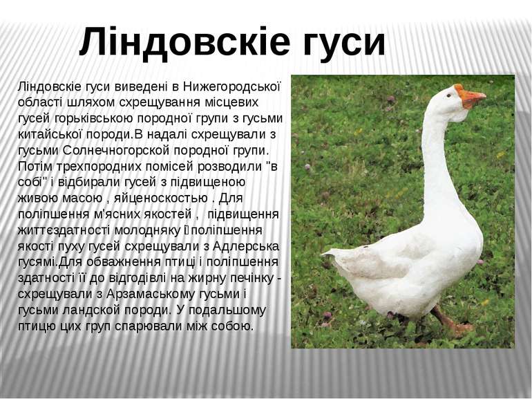 Ліндовскіе гуси виведені в Нижегородської області шляхом схрещування місцевих...