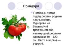 Помідори Помідо р, томат підрід рослин родини пасльонових. Однорічні чи багат...