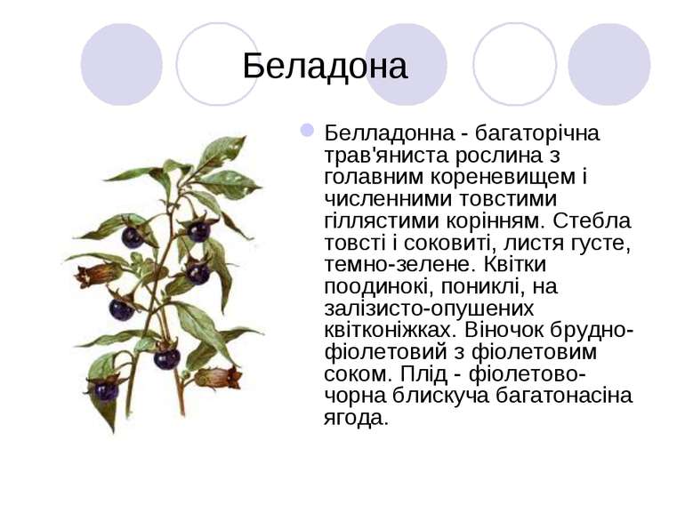 Беладона Белладонна - багаторічна трав'яниста рослина з голавним кореневищем ...