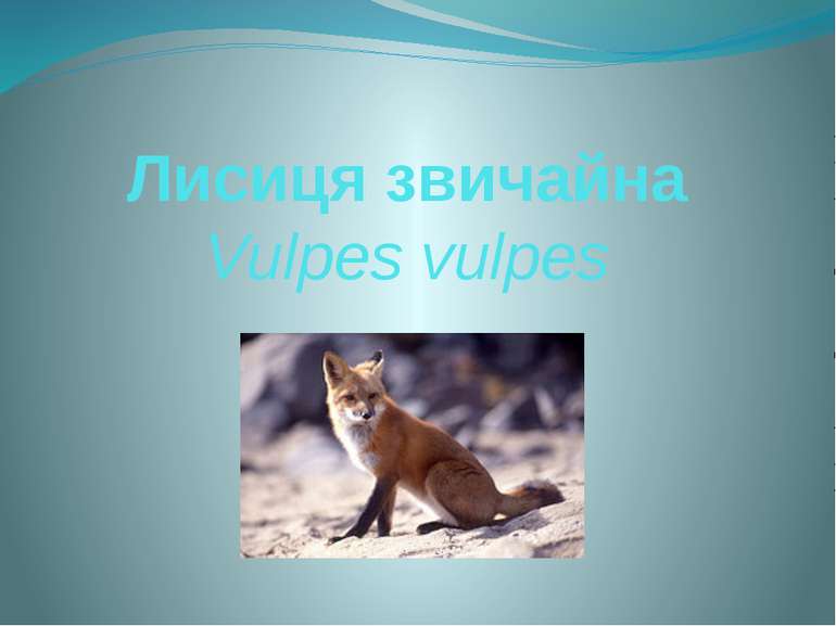 Лисиця звичайна Vulpes vulpes