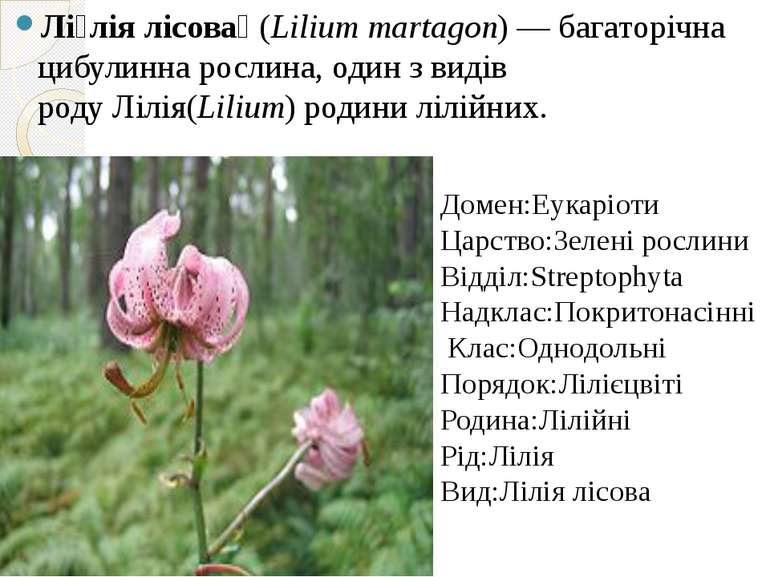 Лі лія лісова  (Lilium martagon) — багаторічна цибулинна рослина, один з виді...