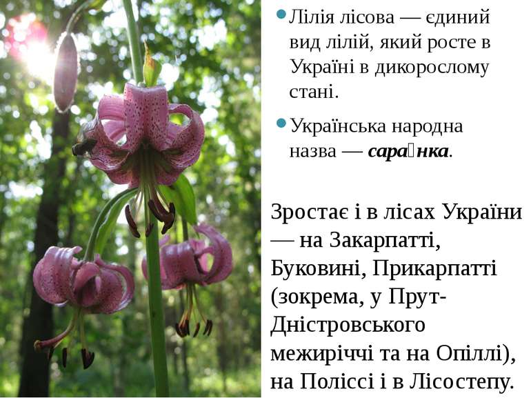 Лілія лісова — єдиний вид лілій, який росте в Україні в дикорослому стані. Ук...
