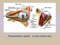 Розрізняють прямі та косі м’язи ока. Завдяки м’язам око постійно рухається в ...