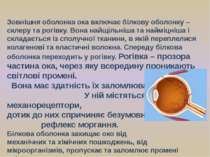 Зовнішня оболонка ока включає білкову оболонку – склеру та рогівку. Вона найщ...