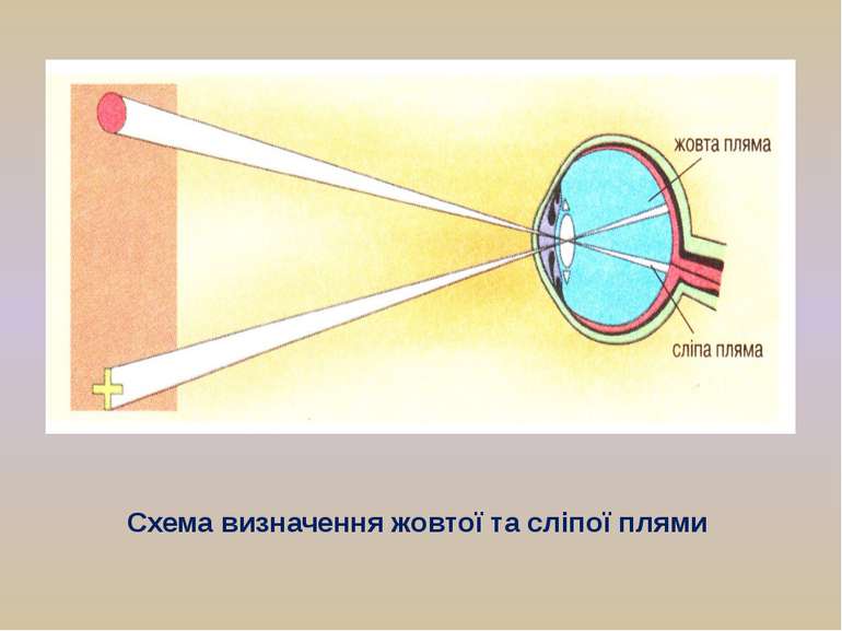 Схема визначення жовтої та сліпої плями