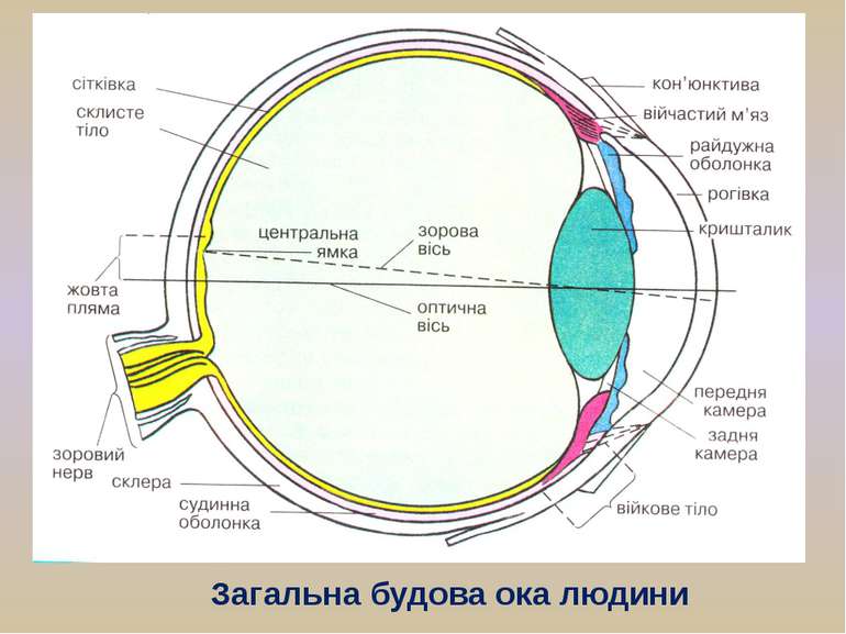 Загальна будова ока людини