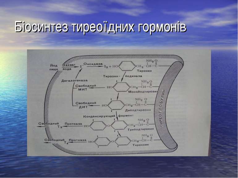 Біосинтез тиреоїдних гормонів