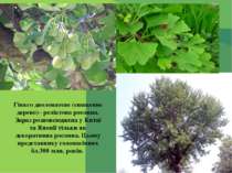 Гінкго дволопатеве (священне дерево)– реліктова рослина. Зараз розповсюджена ...