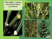 Псилофіти – перехід між водоростями і рослинами