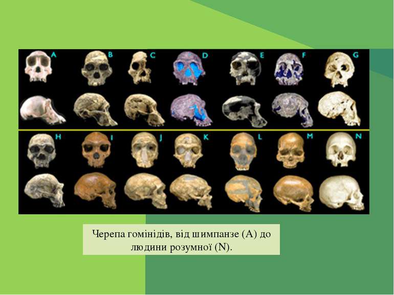 Черепа гомінідів, від шимпанзе (A) до людини розумної (N).