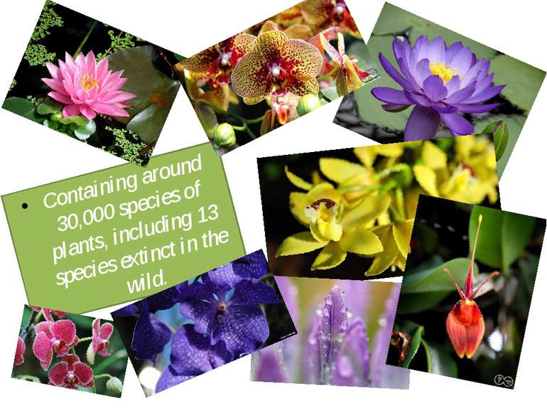 Containing around 30,000 species of plants, including 13 species extinct in t...