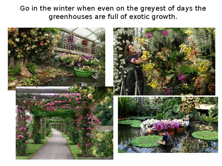 Go in the winter when even on the greyest of days the greenhouses are full of...