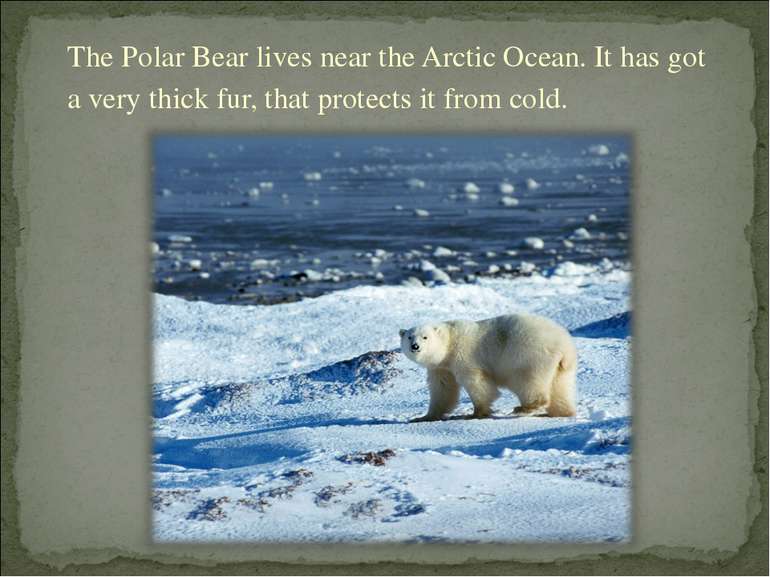 The Polar Bear lives near the Arctic Ocean. It has got a very thick fur, that...