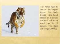 The Amur tiger is one of the largest tigers. Its body length with head makes ...
