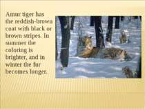 Amur tiger has the reddish-brown coat with black or brown stripes. In summer ...