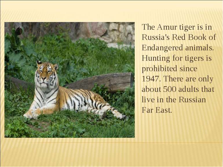 The Amur tiger is in Russia's Red Book of Endangered animals. Hunting for tig...