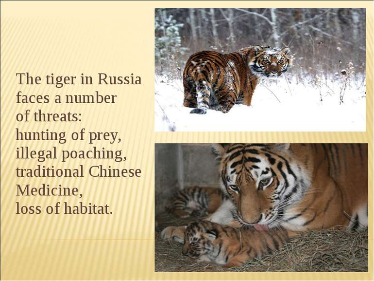 The tiger in Russia faces a number of threats:  hunting of prey, illegal poac...