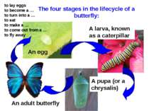 The four stages in the lifecycle of a butterfly: An egg A larva, known as a c...