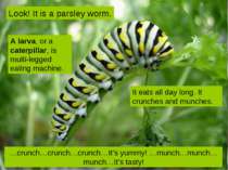 Look! It is a parsley worm. …crunch…crunch…crunch…It’s yummy! …munch…munch…mu...