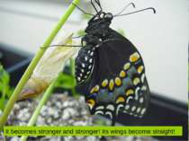 It becomes stronger and stronger! Its wings become straight!