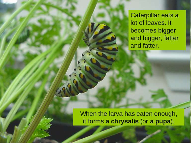 Caterpillar eats a lot of leaves. It becomes bigger and bigger, fatter and fa...