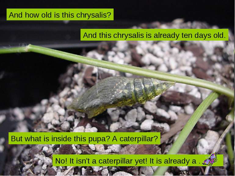 And this chrysalis is already ten days old. But what is inside this pupa? A c...
