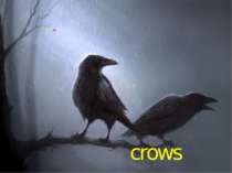 crows Those are