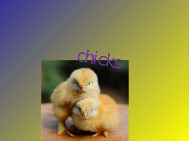 chicks These are