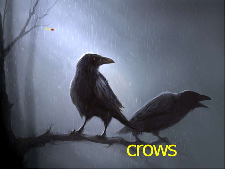 crows Those are