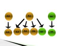 Розщеплення за генотипом розслин F2 гороху посівного в разі самозапилення АА ...