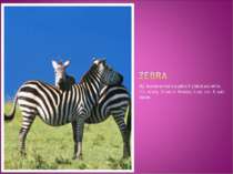 My favorite animal`s a zebra It`s black and white . It`s strong . It lives in...