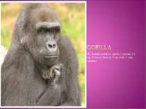 My favorite animal`s a gorilla. It`s brown. It`s big. .It lives in America. I...