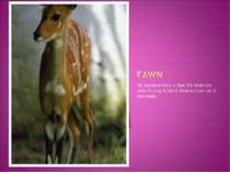 My favorite animal`s a fawn. It`s brown and white. It`s long. It lives in Ame...