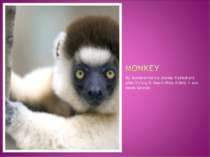 My favorite animal`s a monkey. It`s black and white. It`s long. It lives in A...