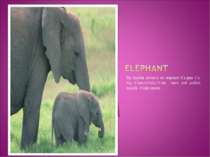 My favorite animal`s an elephant .It`s grey .It`s big. It lives in India ! It...