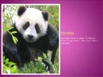 My favorite animal`s a panda . It`s black and white . It`s big. It lives in C...