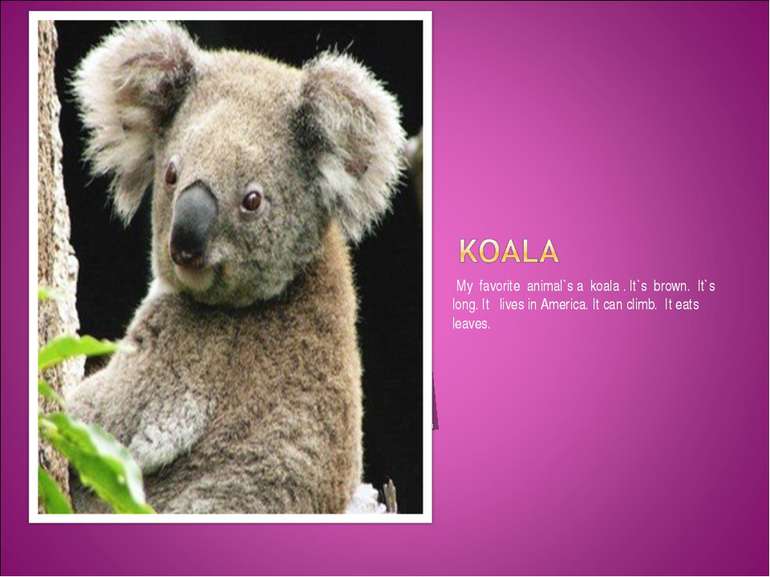 My favorite animal`s a koala . It`s brown. It`s long. It lives in America. It...