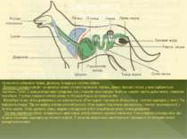 На малюнку зображено травну, дихальну та видільну системи собаки. Дихальна си...