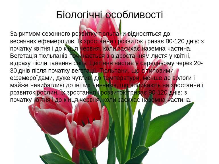 Біологічні особливості За ритмом сезонного розвитку тюльпани відносяться до в...