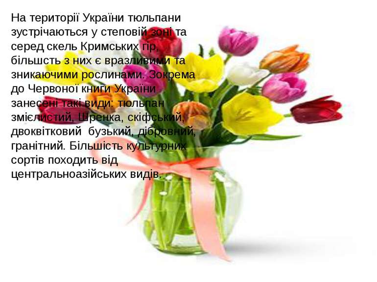 На території України тюльпани зустрічаються у степовій зоні та серед скель Кр...