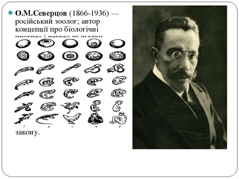 О.М.Северцов (1866-1936) —російський зоолог; автор концепції про біологічні п...