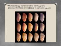 Молюски виду Donax variabilis мають досить різноманітний фенотип (форму та ма...